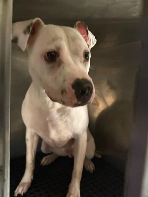A young large-sized male Mixed Breed dog named Cane for adoption in Dallas, TX