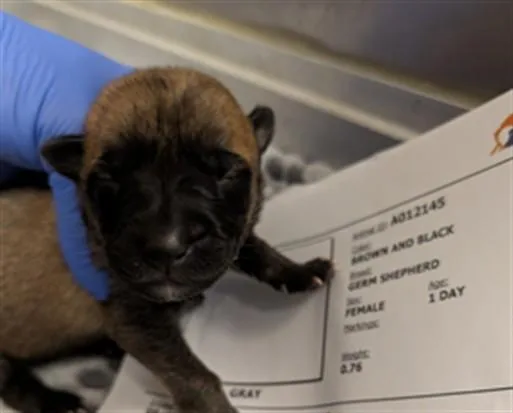 A baby small-sized female German Shepherd Dog dog named Bonbon for adoption in Ontario, CA