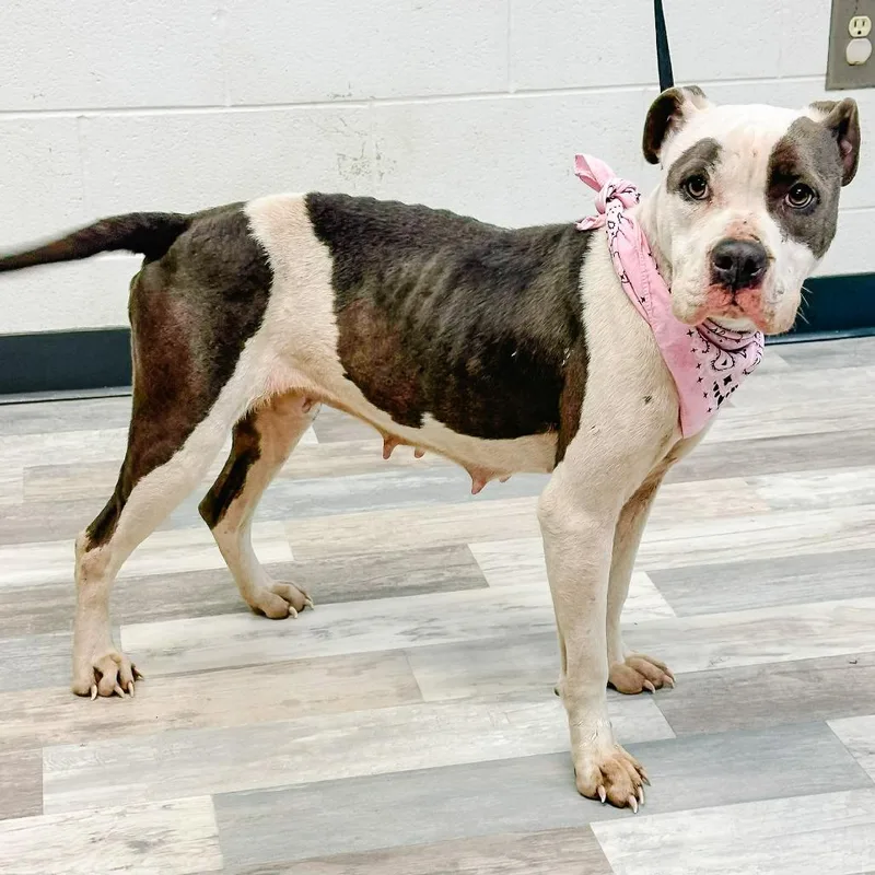 A young medium-sized female Gray / Blue / Silver Pit Bull Terrier dog named Amelia for adoption in Austin, TX
