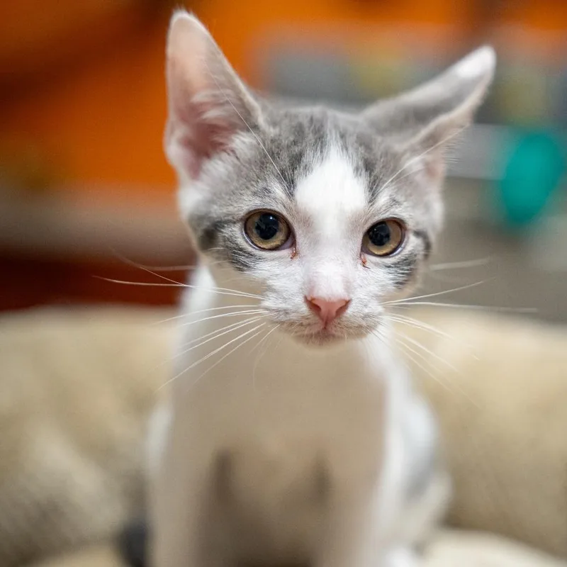 A baby small-sized male White Domestic Short Hair cat named Eric for adoption in Gainesville, GA