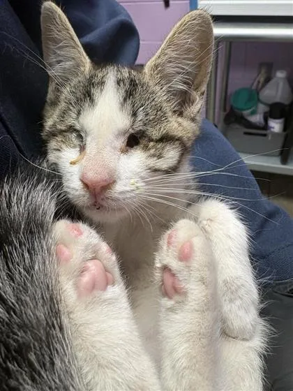 A baby small-sized male Brown / Chocolate Domestic Short Hair cat named 61565721 for adoption in El Paso, TX