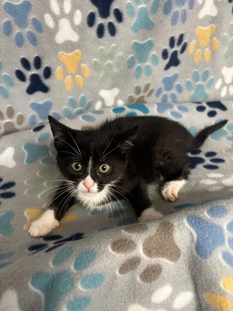 A baby small-sized female Domestic Short Hair cat named Croissant for adoption in Wabash, IN