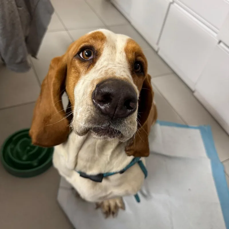 An adult large-sized female Basset Hound dog named Shiloh for adoption in Lauderhill, FL