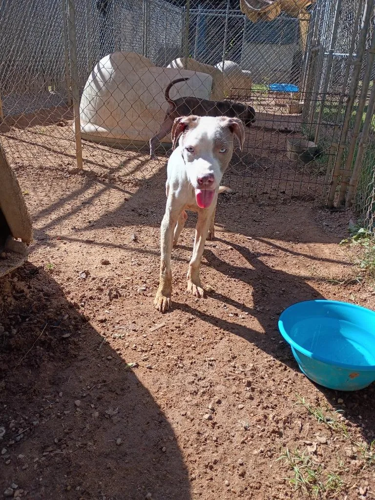 A young small-sized male Mixed Breed dog named Emmitt for adoption in Albany, GA
