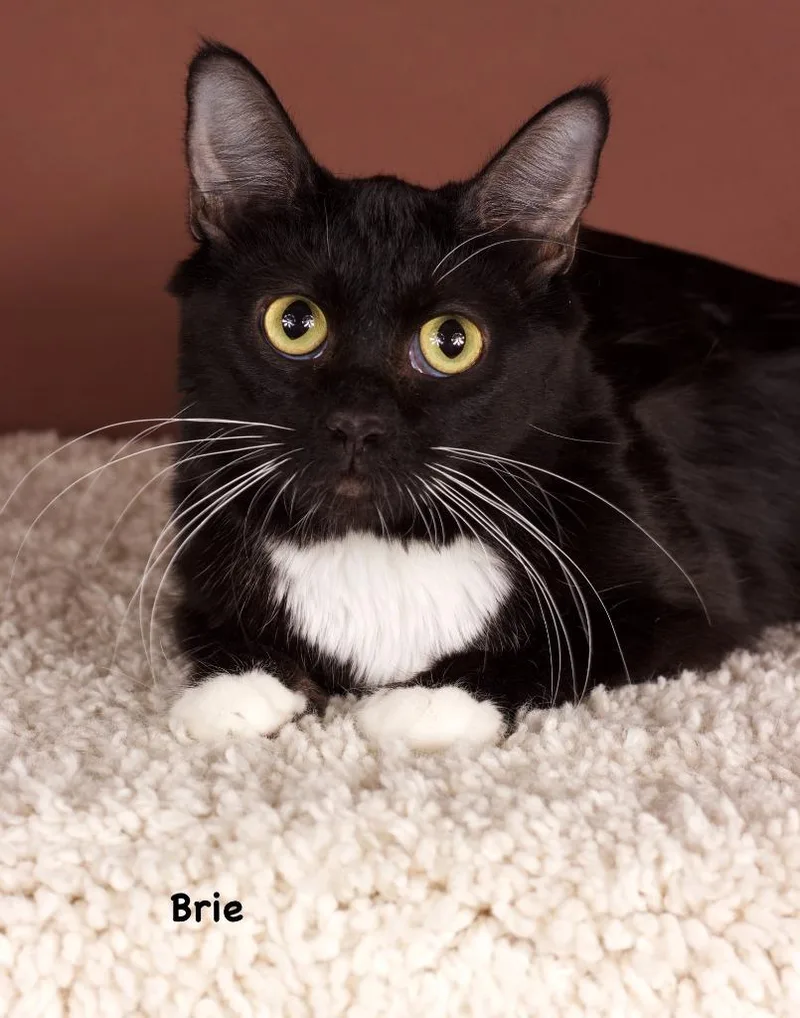 A young medium-sized female Domestic Medium Hair cat named Brie for adoption in Gilbert, AZ