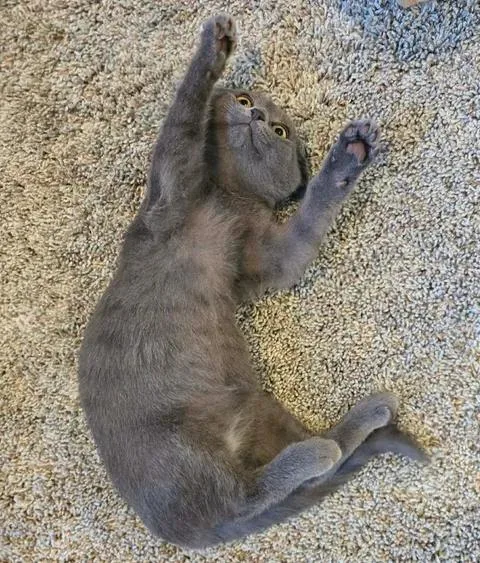 A baby small-sized male Gray / Blue / Silver Domestic Short Hair cat named The Flash for adoption in Saint Charles, MO