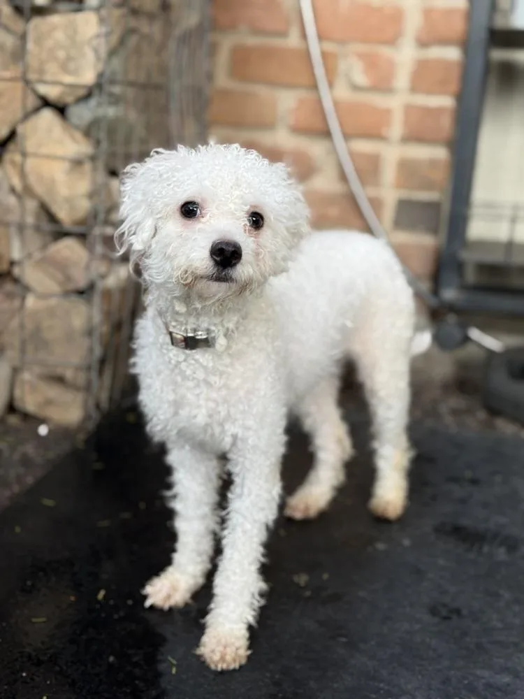 An adult small-sized female White / Cream Bichon Frise dog named Bianca for adoption in TUCSON, AZ