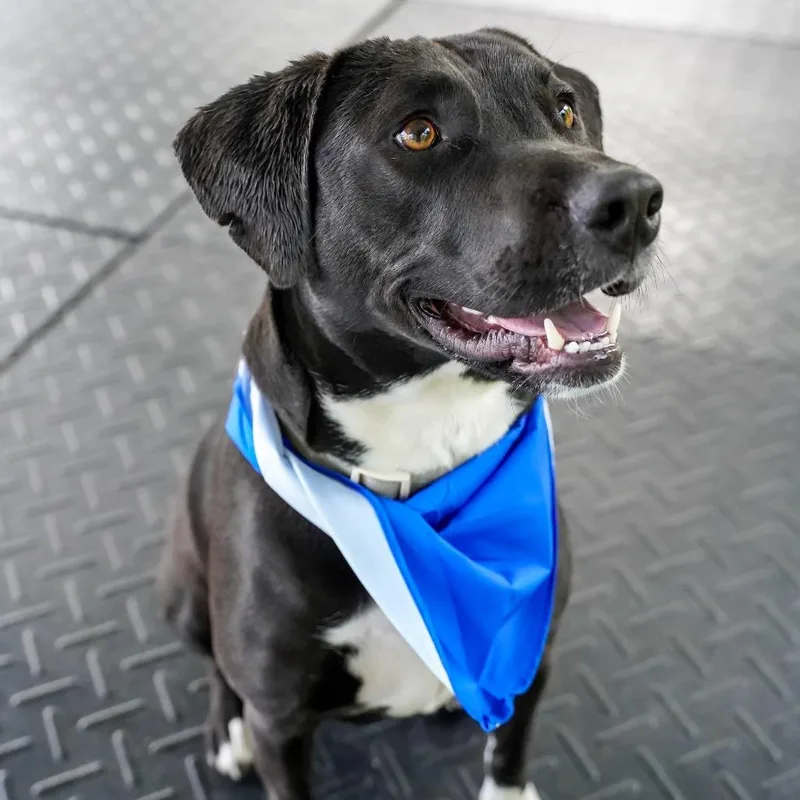 An adult medium-sized male Black Beagle dog named Rimaru for adoption in Thomaston, ME