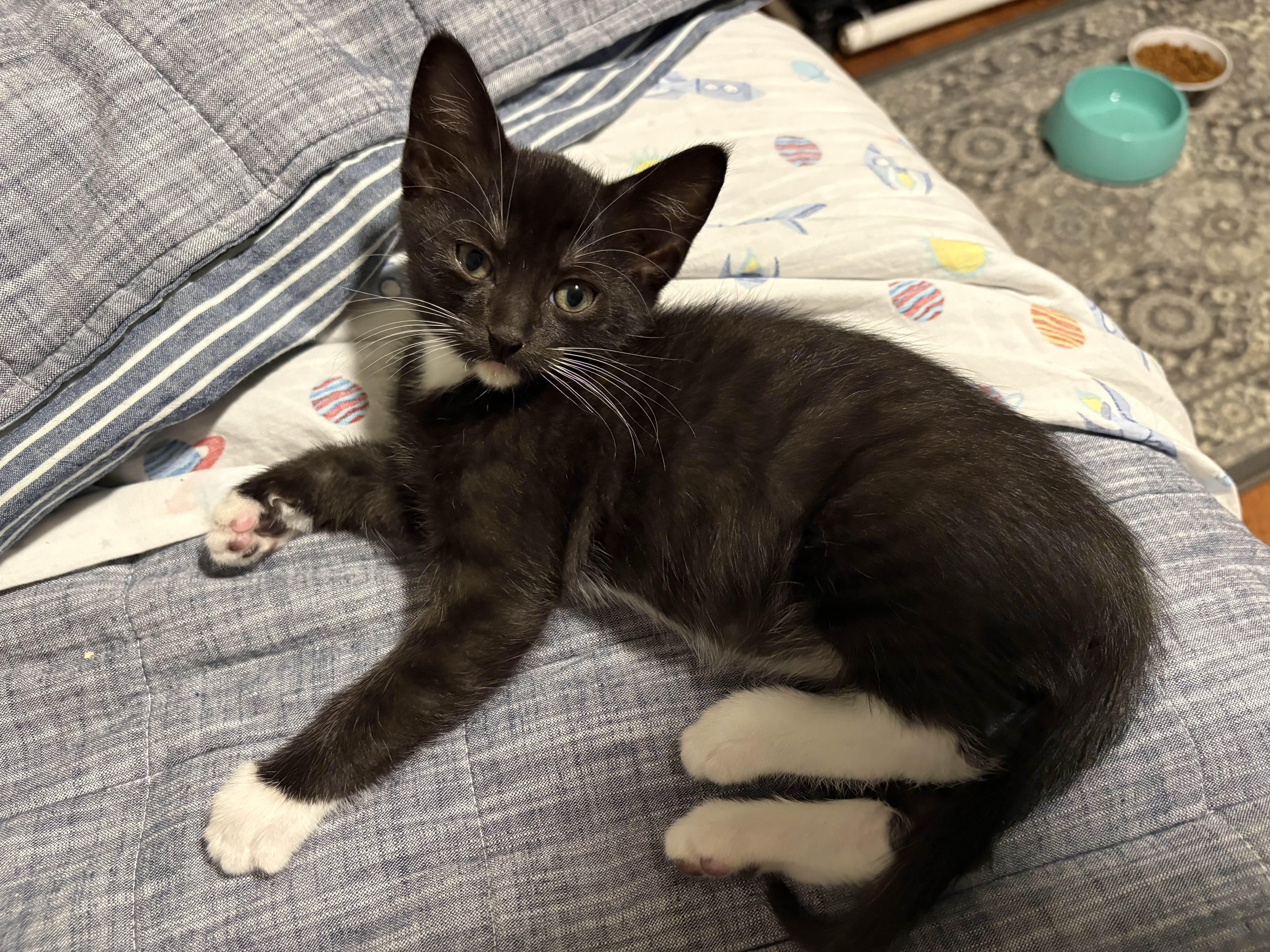 A baby medium-sized male Black & White / Tuxedo Domestic Short Hair cat named Linus for adoption in Collierville, TN