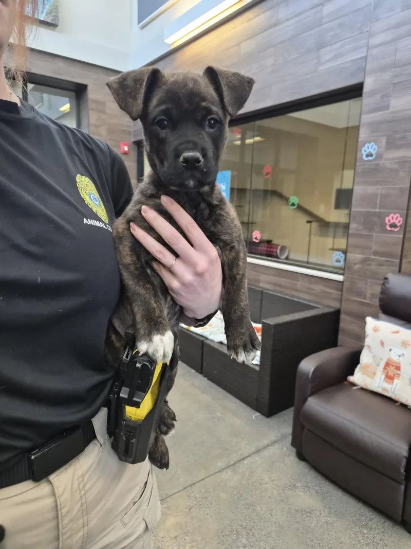A baby medium-sized female Mixed Breed dog named Teeter for adoption in Rock Hill, NY