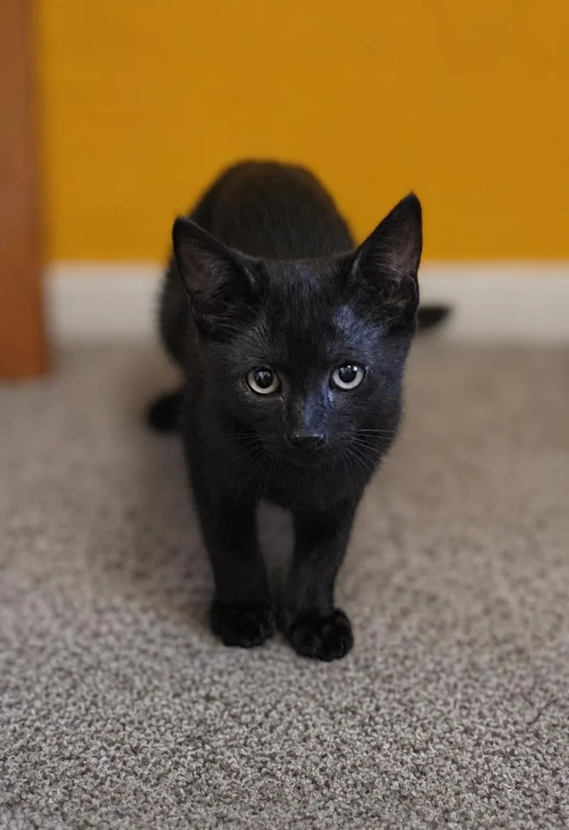 A baby medium-sized female Black Bombay cat named Roxanne for adoption in Fresno, CA