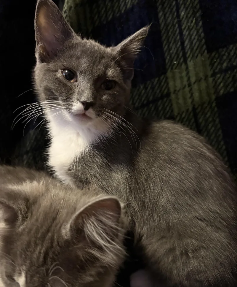 A baby small-sized female Gray & White Domestic Short Hair cat named Socks for adoption in Maineville, OH