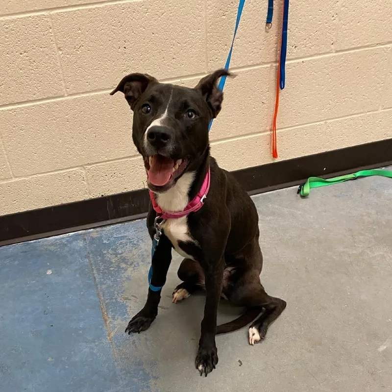An adult medium-sized female Black Mixed Breed dog named Sparks for adoption in Memphis, TN