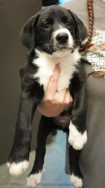 A young small-sized female Labrador Retriever dog named Macie for adoption in Bowling Green, KY