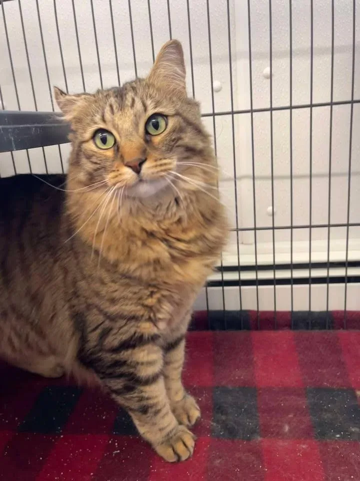 Sir Joseph Bobcaticus