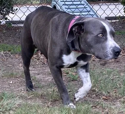 An adult medium-sized female Terrier dog named Bella for adoption in Conway, SC