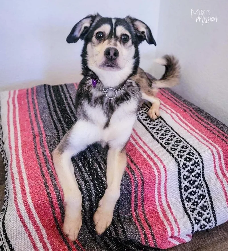 An adult small-sized female Gray / Blue / Silver Siberian Husky dog named Penny for adoption in Spokane , WA