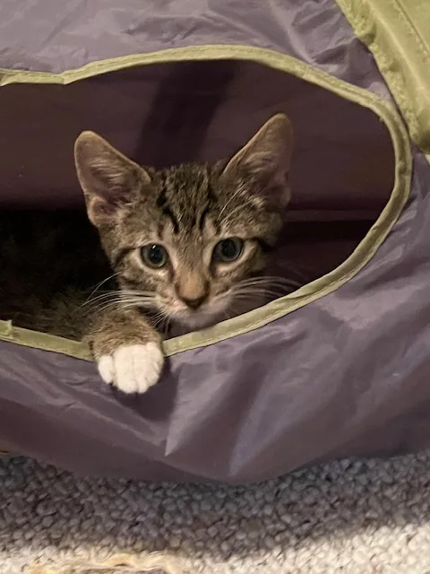 F Engine thumbnail 2