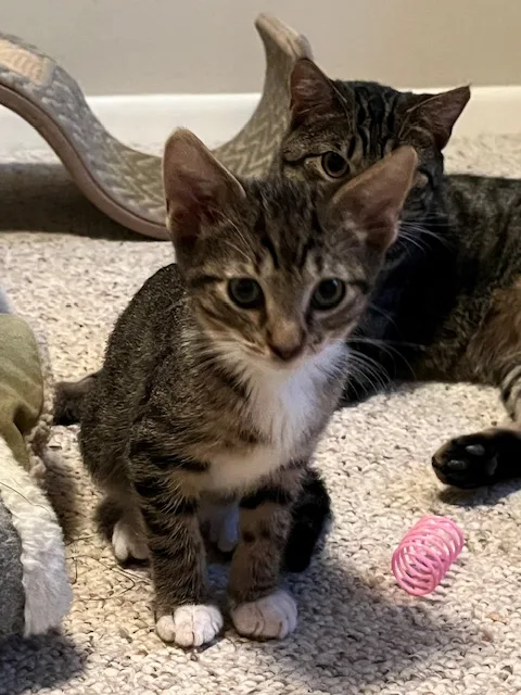 F Engine thumbnail 3