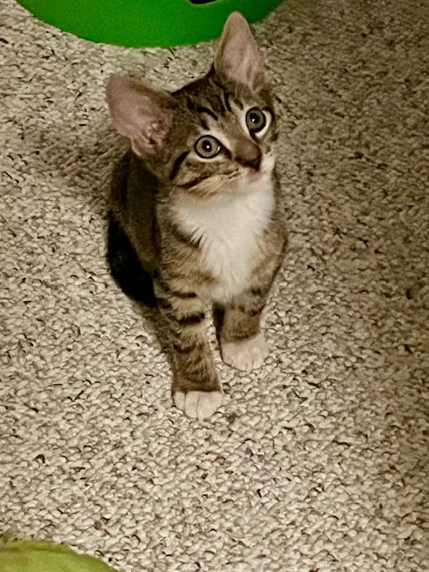 F Engine thumbnail 4