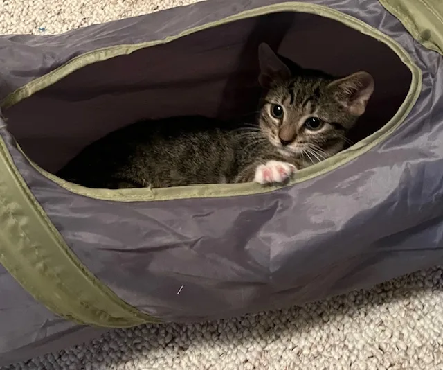 F Engine thumbnail 5