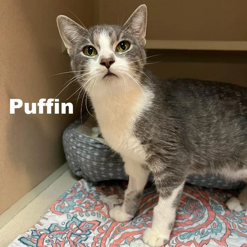 Puffin