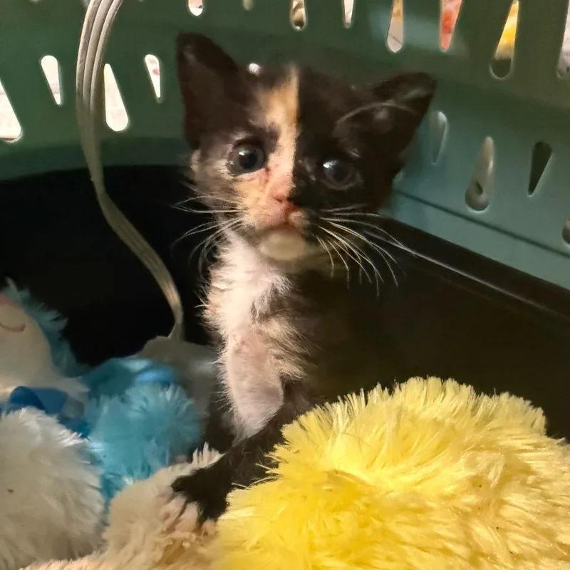 A baby small-sized female Calico Domestic Short Hair cat named Rue for adoption in New York, NY