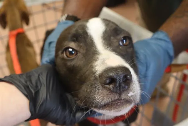 A young medium-sized female Mixed Breed dog named Harper for adoption in Columbia, SC