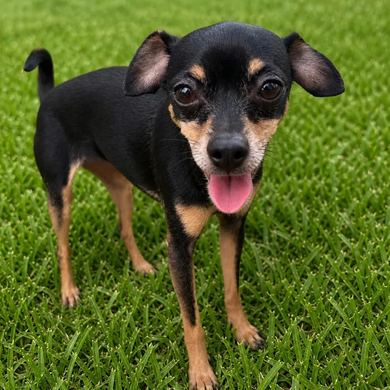 Gus