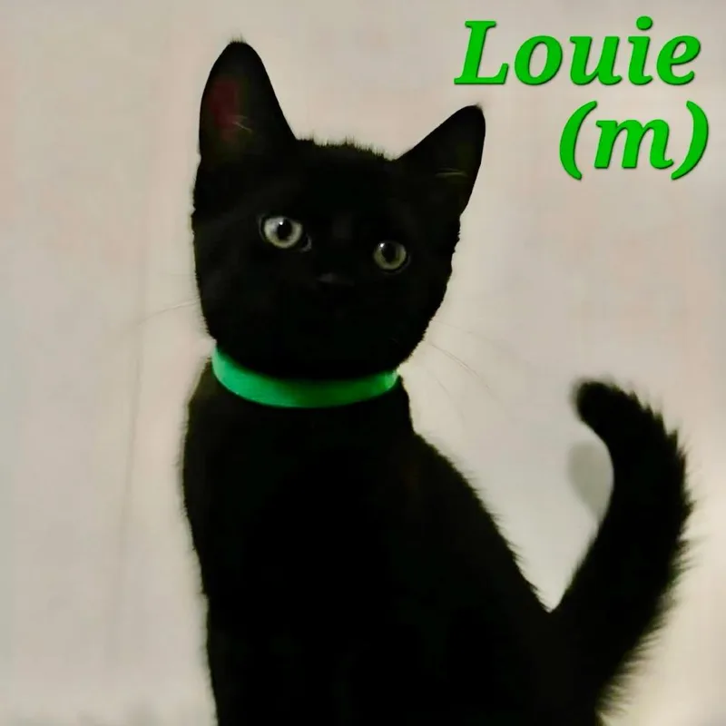 A baby small-sized male Black Domestic Short Hair cat named Louie for adoption in New Port Richey, FL