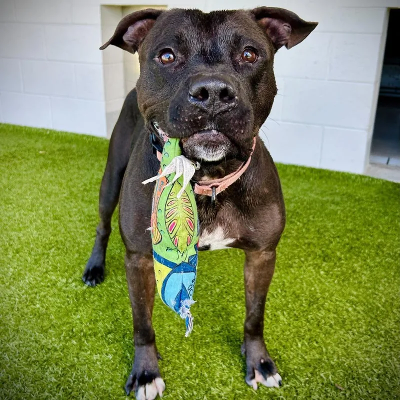 An adult large-sized male Black Mixed Breed dog named King for adoption in Englewood, FL