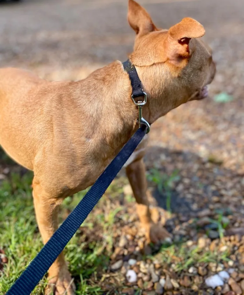 Cinnamon thumbnail 2