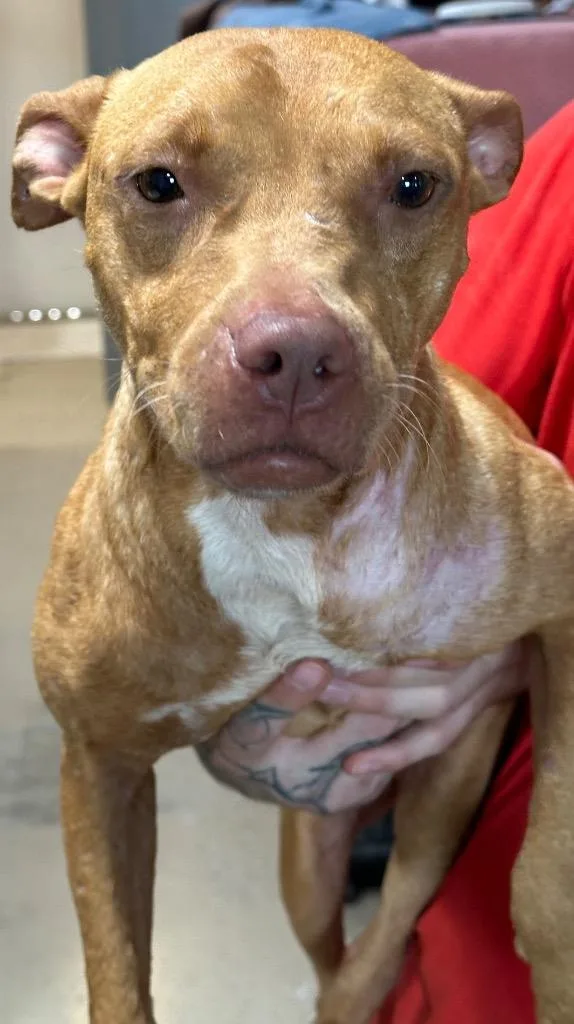 Cinnamon thumbnail 4