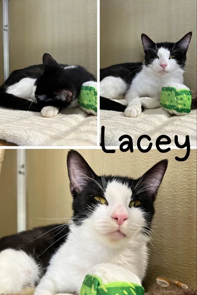 A young medium-sized female Domestic Short Hair cat named Lacey for adoption in Pierceton, IN
