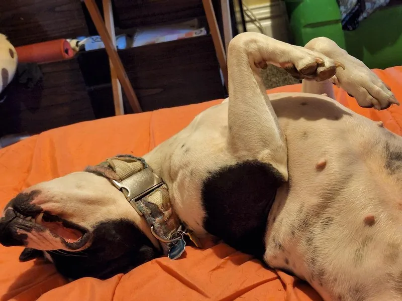 An adult large-sized female Tricolor (Brown, Black, & White) Mixed Breed dog named Xena for adoption in Lansing, MI