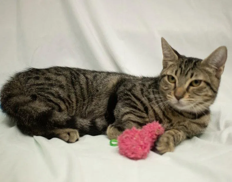 A baby medium-sized male Domestic Short Hair cat named Clint psa for adoption in Oakland Park, FL