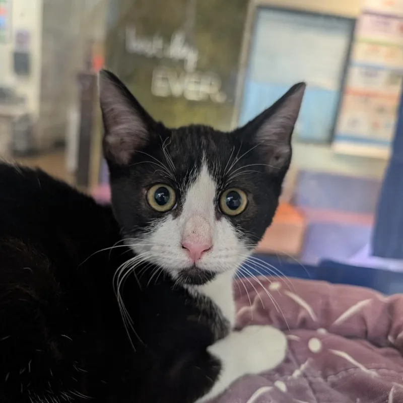 A baby small-sized male Black Domestic Short Hair cat named Pomegranate for adoption in League City, TX