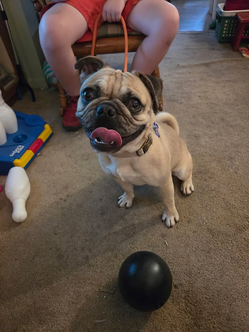 A young medium-sized male Pug dog named Walter CA for adoption in Hillside, IL