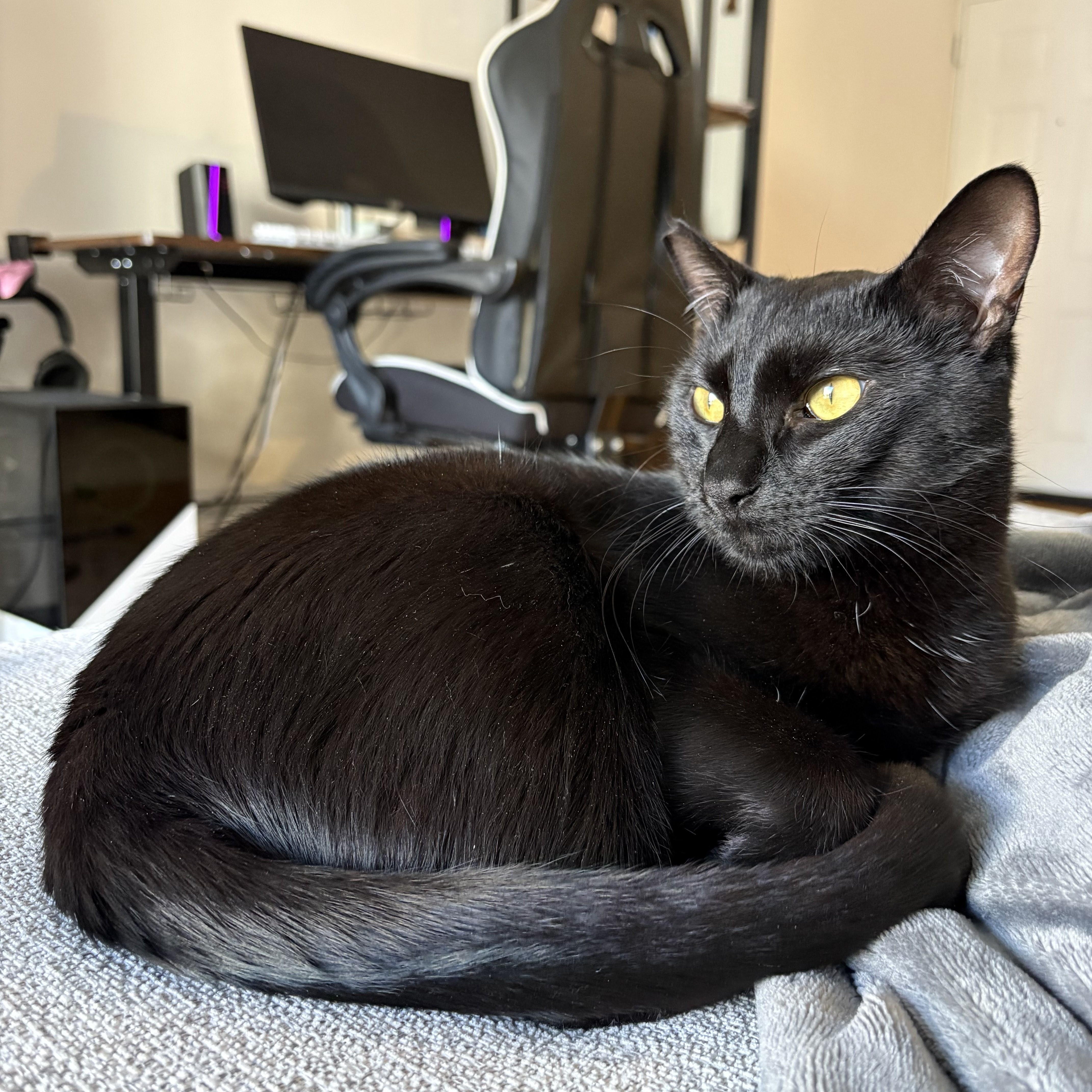 A young medium-sized male Black American Shorthair cat named Beano Aka Timothy Cahill for adoption in brooklyn, NY