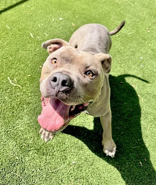 A young large-sized male Pit Bull Terrier dog named Chapo for adoption in Castaic, CA