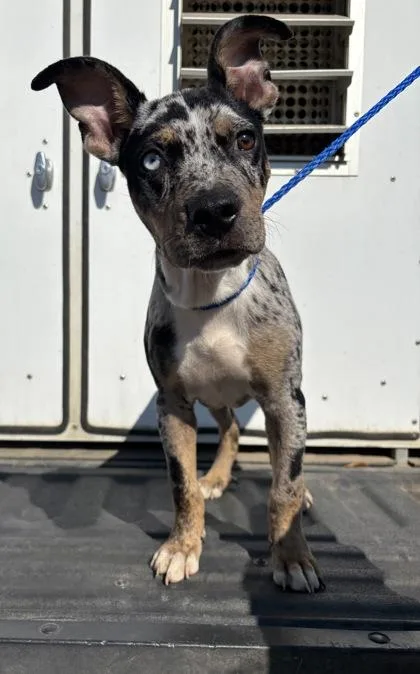 A young medium-sized female Catahoula Leopard Dog dog named Cricket for adoption in Conway, AR
