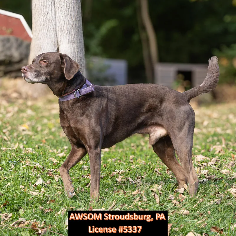 An adult large-sized male Chocolate Labrador Retriever dog named Voorhees for adoption in Stroudsburg, PA
