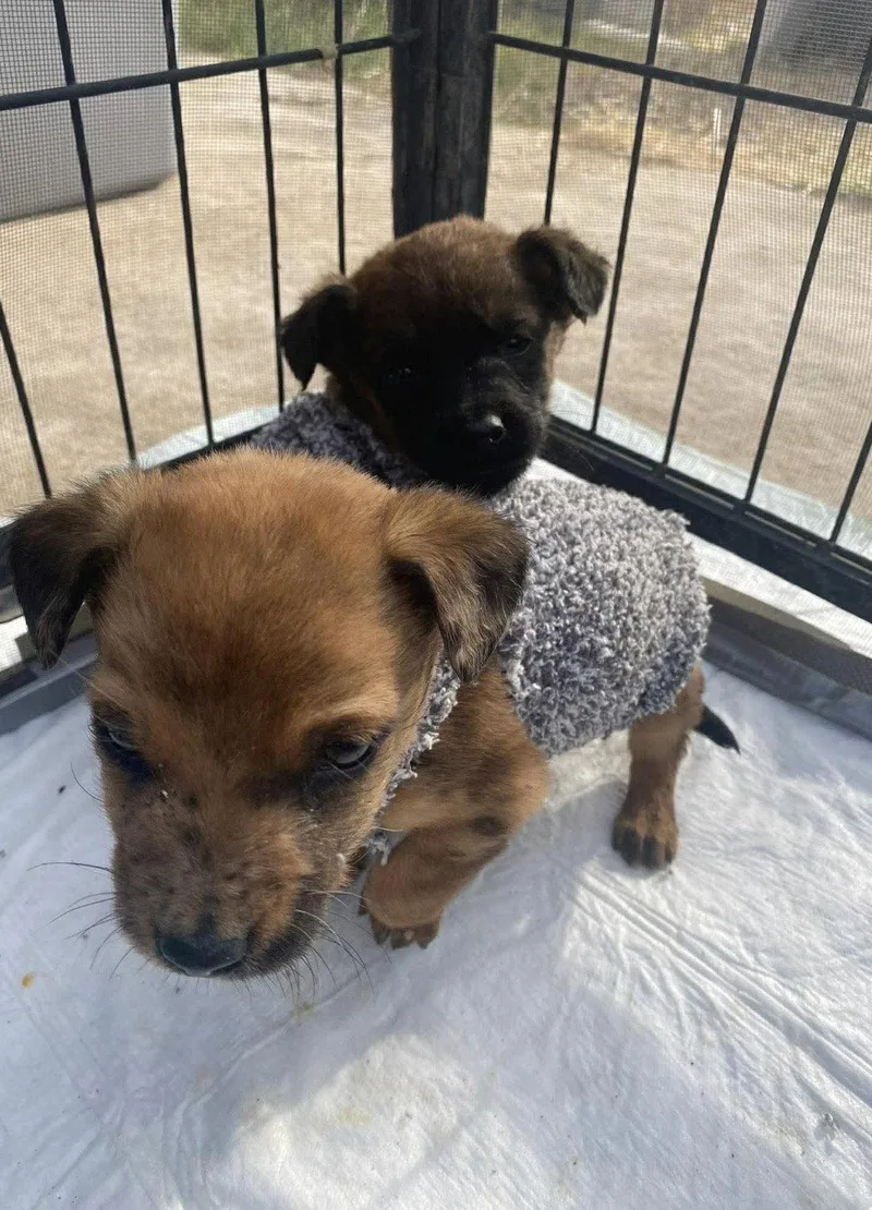 A baby small-sized male Chihuahua dog named Zac for adoption in Bothell, WA
