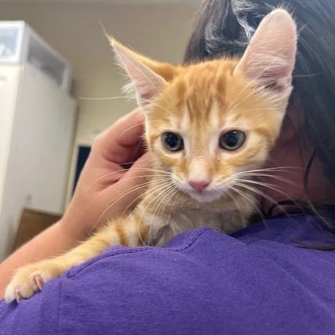 A baby small-sized male Orange / Red Domestic Short Hair cat named Julius for adoption in Lake Panasoffkee, FL