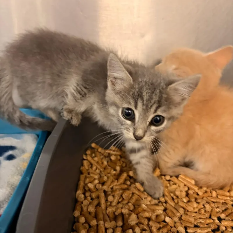 A baby small-sized female Domestic Short Hair cat named Peaches for adoption in Franklin, NC