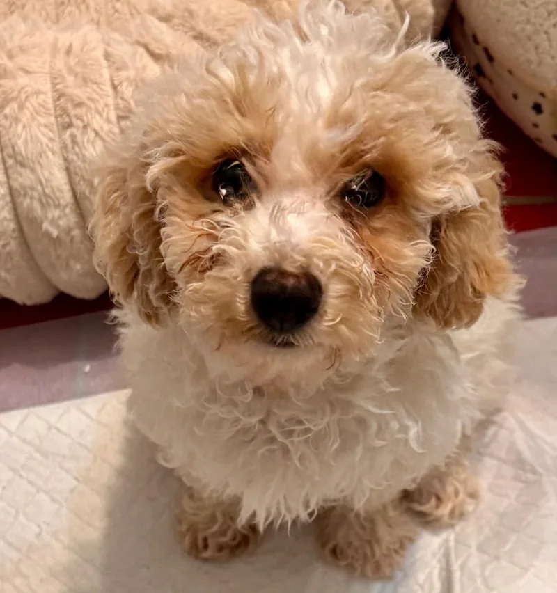 Pompom Mo Old Fluffy