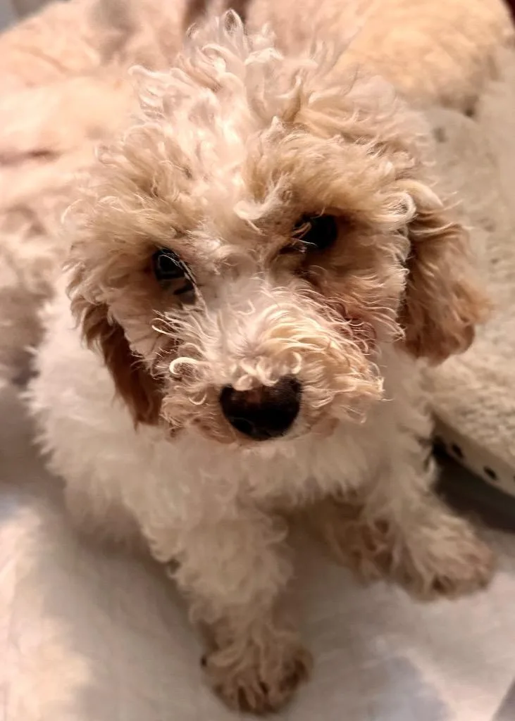 Pompom Mo Old Fluffy thumbnail 2