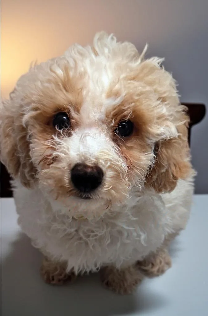 Pompom Mo Old Fluffy thumbnail 3