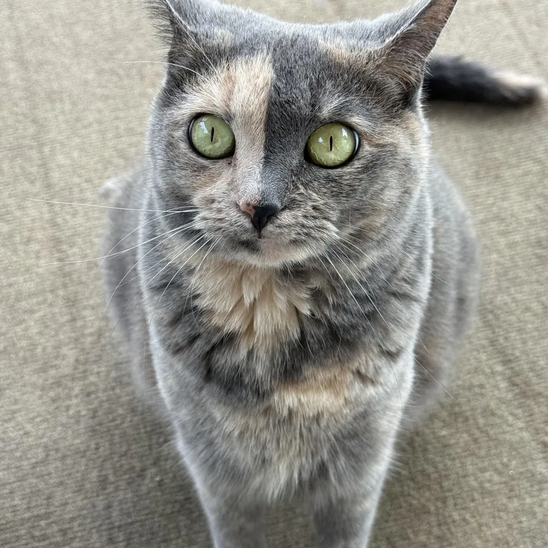 An adult large-sized female Tortoiseshell Domestic Short Hair cat named Neka for adoption in Avon, NY