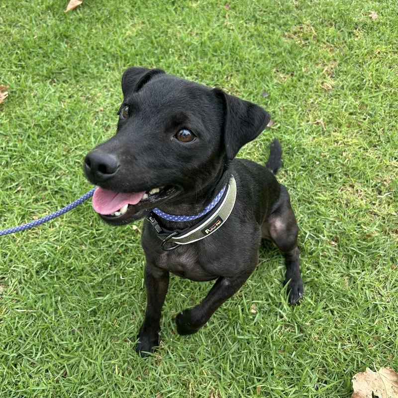 A young small-sized male Black Patterdale Terrier / Fell Terrier dog named Mackie for adoption in Huntington Beach, CA